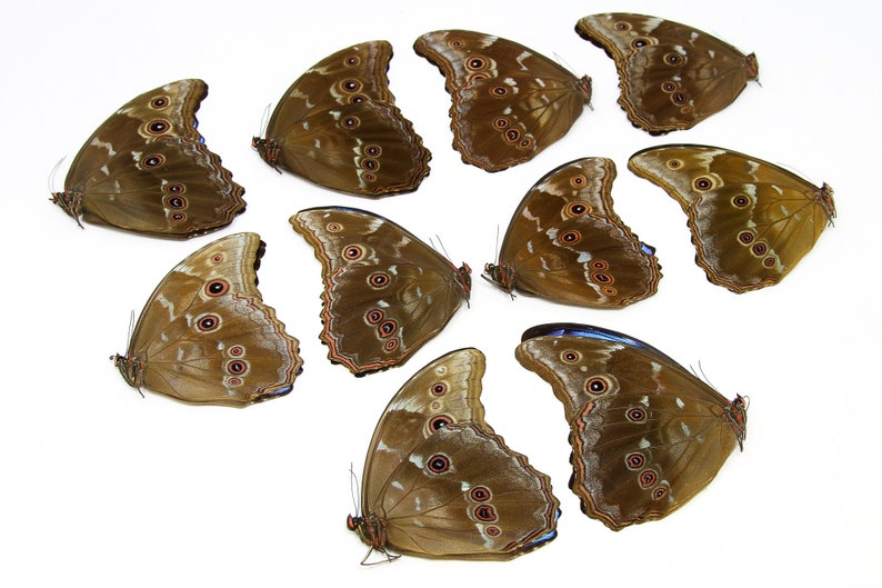 WHOLESALE 10 Morpho didius A1 Giant Blue Morpho Butterflies Unmounted Papered Specimens image 3