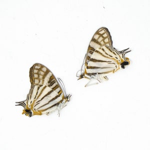DOS (2) Mariposas de mapa africanas (Cyrestis camillus) A1 Especímenes de mariposas secas conservadas