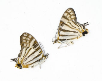 TWO (2) African Map Butterflies (Cyrestis camillus) A1 Dry Preserved Butterfly Specimens