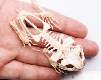 TWO (2) Javanese Toad Skeletons (Duttaphrynus melanosticus) | Taxidermy Specimen Cabinet of Curiosity