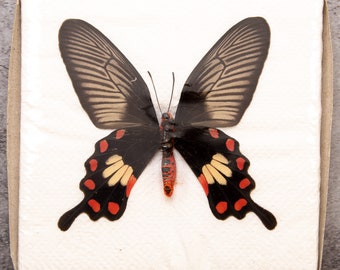 Pack of 2 Common Rose Butterflies (Pachliopta aristolochiae) WINGS-SPREAD, Ethically Sourced Preserved Specimens for Collecting & Art