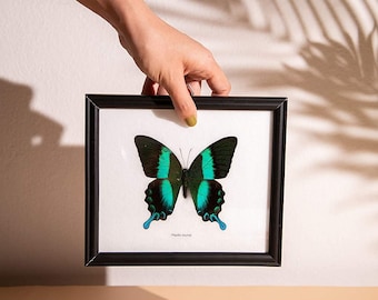 The Green Swallowtail Butterfly (Papilio blumei) Mounted in a Wall Hanging Frame, Taxidermy Home Decor, 8 x 7 inches