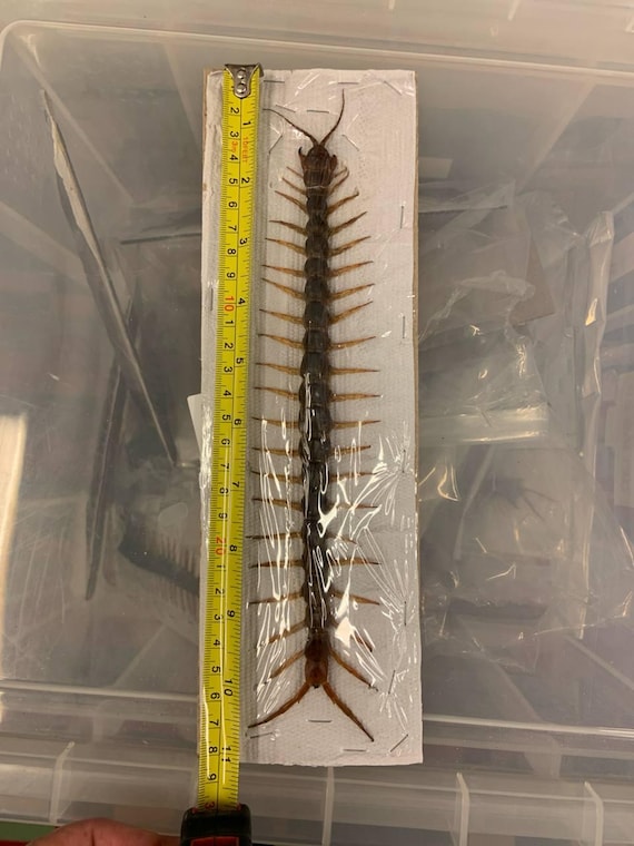 XL 9インチ巨大ムカデ（Scolopendra subspinipes）A1、タイ 2025