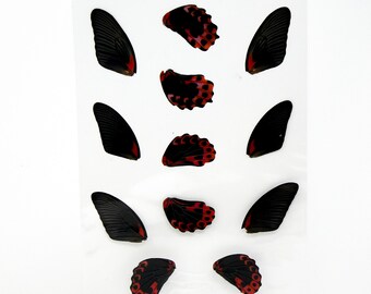 Butterfly Wings GLOSSY LAMINATED SHEET Real Ethically Sourced Specimens (AP6)