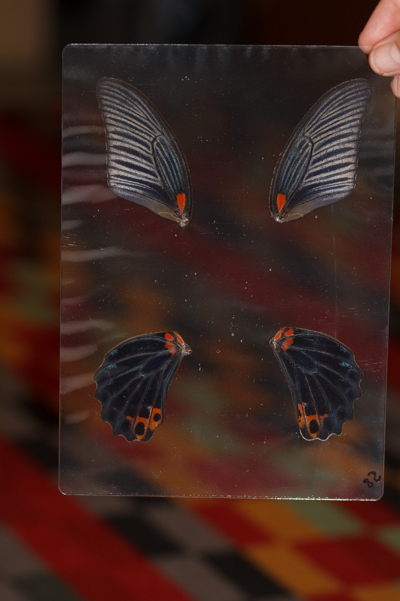 Butterfly Wings GLOSSY LAMINATED SHEET Real Ethically Sourced Specimens Moths Butterflies Wings