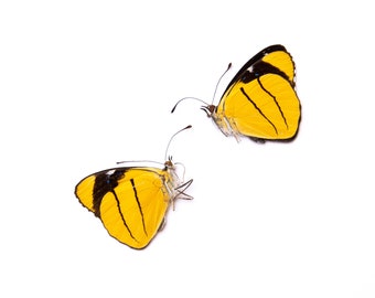 TWO (2) Perisama xanthica | A1 Real Dry-Preserved Butterflies | Unmounted Entomology Taxidermy Specimens