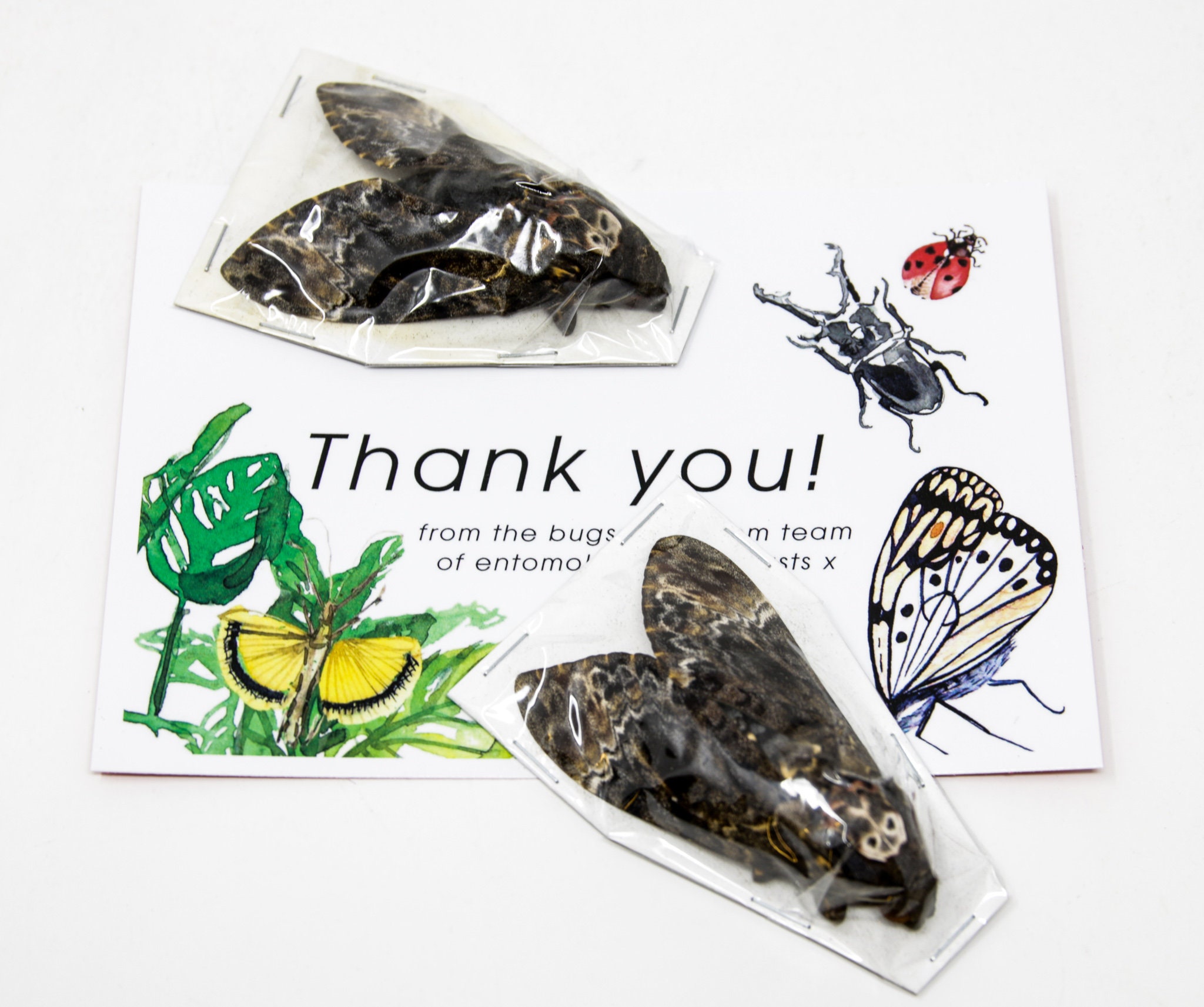 Death's Head Hawk Moth Silence Of The Lambs In Box Frame (Acherontia Styx - Foto 10