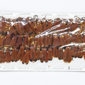 Insect Specimen Collection, Laos 2021 (Southeast Asia) Set #504
