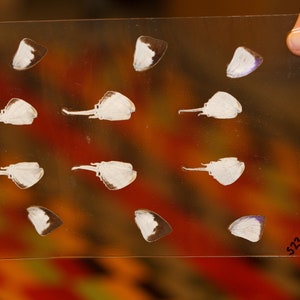 Butterfly Wings GLOSSY LAMINATED SHEET Real Ethically Sourced Specimens Moths Butterflies Wings for Art -- S23
