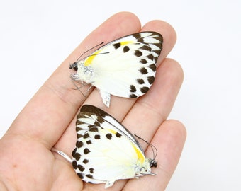 Two (2) Belenois theora, Forest Caper White, A1 Real Dry-Preserved Unmounted Butterflies, Entomology Taxidermy Specimens