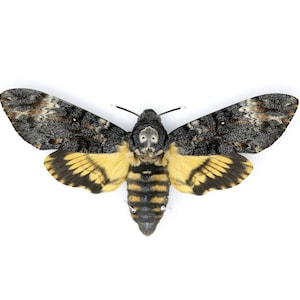 Peut inclure: Un papillon noir et jaune avec un motif de cr&acirc;ne sur la t&ecirc;te. Le papillon a une envergure d'environ 10 cm.