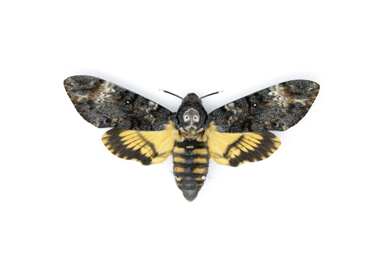 Peut inclure: Un papillon noir et jaune avec un motif de cr&acirc;ne sur la t&ecirc;te. Le papillon a une envergure d'environ 10 cm.