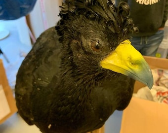 Great Curassow HOCKO Bird Taxidermy (Crax rubra) Non-CITES species