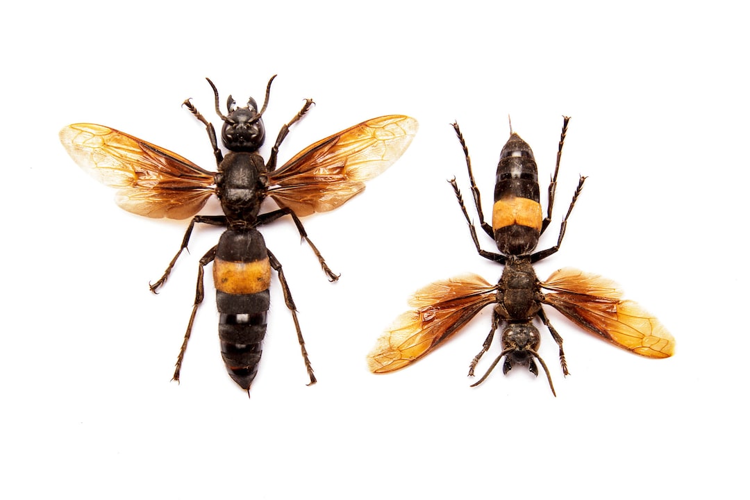 TWO (2) Greater Banded Hornets | Vespa Tropica TROPICA | A1 Spread
