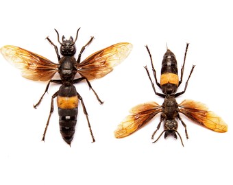 TWO (2) Greater Banded Hornets | Vespa tropica TROPICA | A1 Spread Insect Specimens Entomology Taxidermy