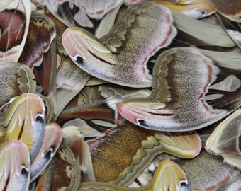 10 Atlas Moth Wings | Attacus atlas | Loose Assorted Moths Wings for Art