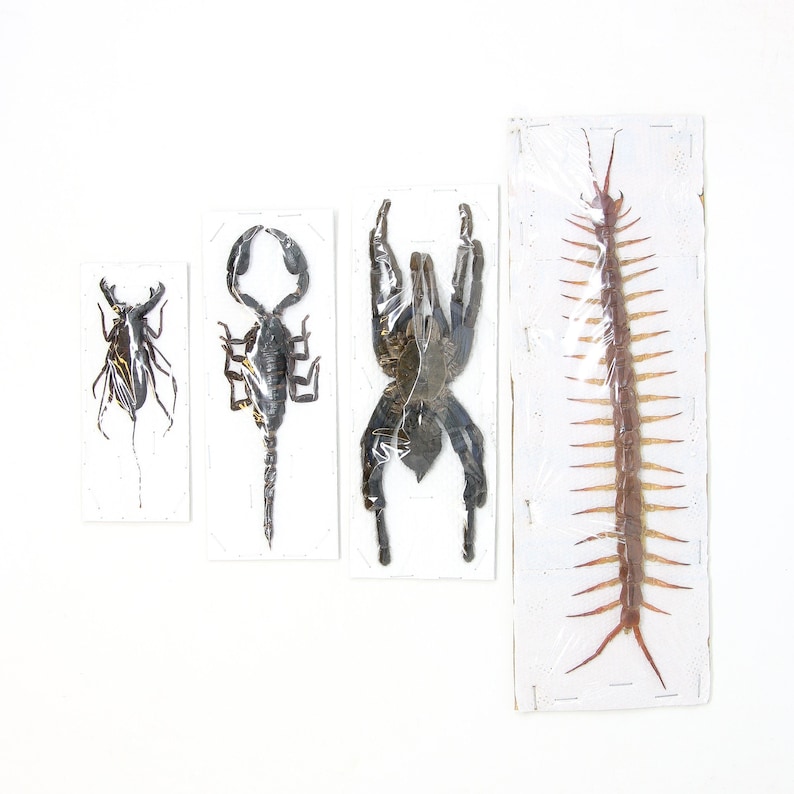 Arachnid Collection x Blue Bird-EatingTarantula, Giant Forest Scorpion ...