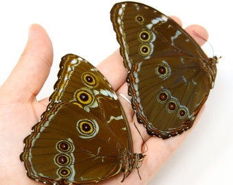 Two (2) Morpho patroclus, A1 Real Dry-Preserved Butterflies, Unmounted Entomology Taxidermy Specimens