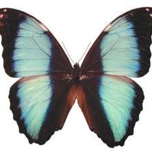 DOIS (2) Morpho deidamia, A1 Borboletas preservadas a seco, espécimes em papel não montados
