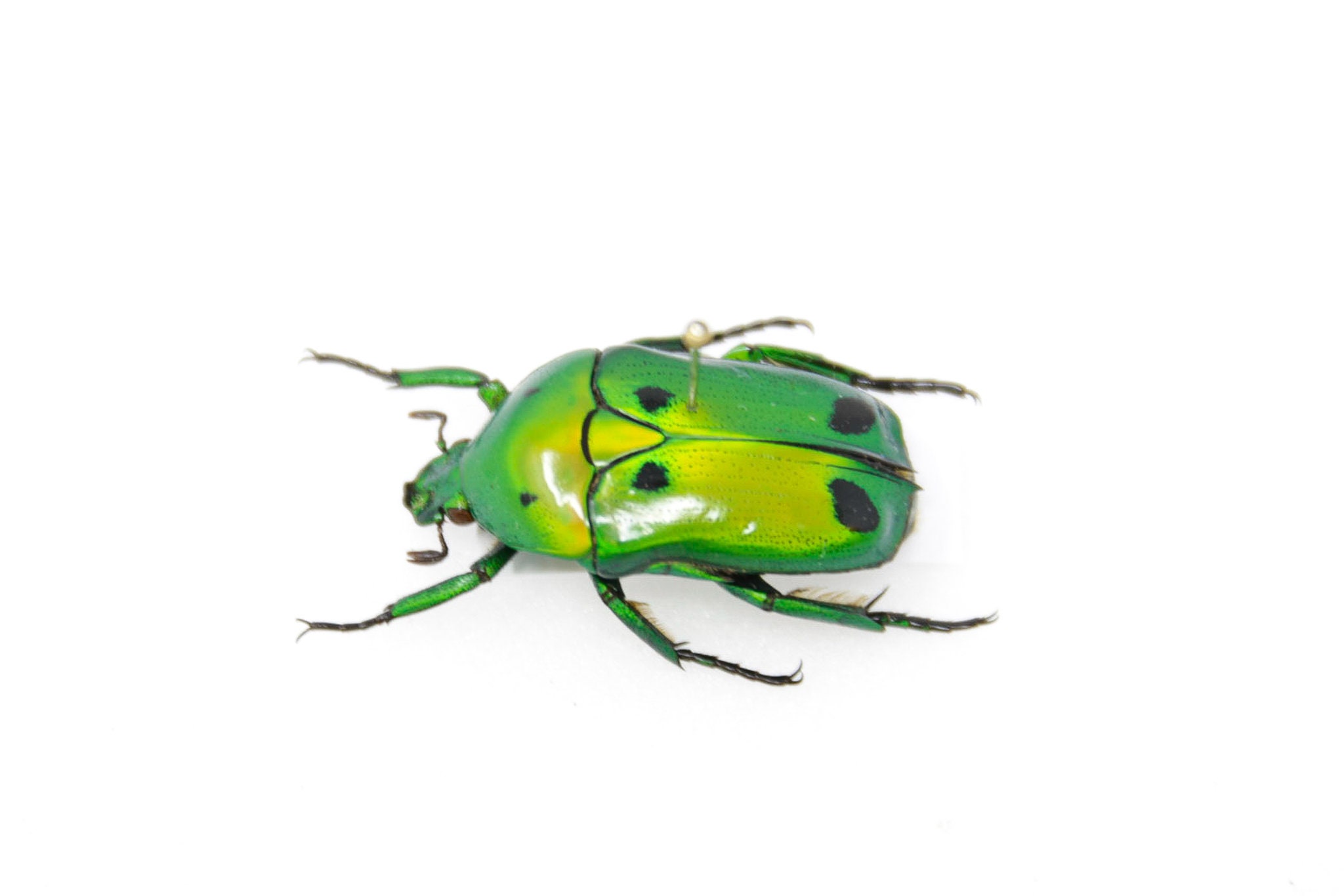 Entomology Insect Collection Heterorrhina Sexmaculata A1 Indonesia Entomology Insect Collection Heterorrhina Sexmaculata A1 Indonesia