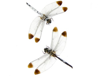 TWO (2) SPREAD Dragonflies, White Duskdarter (Zyxomma obtusum) A1 Wings-open