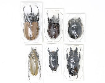 Assorted Specimens Insect Collection (Thailand) A1 Unmounted Dried Beetles, Coleoptera LOT*187
