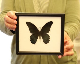 Real Butterfly Specimen Vintage Framed Dry-preserved Taxidermy Butterfly (Papilio memnon)