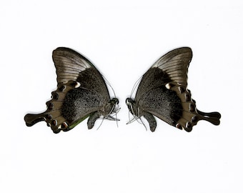 Two (2) Papilio palinurus daedalus, Dry-Preserved Butterfly Specimens, Entomology Lepidoptera Taxidermy Butterflies Insect Art Supplies