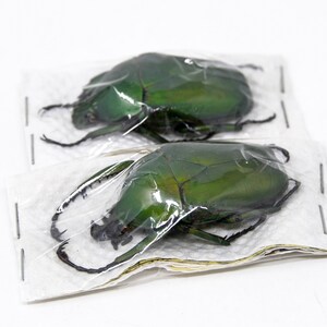 Two (2) Dicranorrhina mican mican, Unmounted Beetle Specimens with Scientific Collection Data, A1 Quality