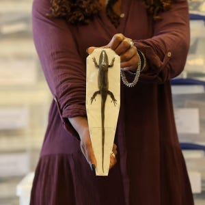 Op de afbeelding: Een bewaard exemplaar van een hagedis in een rechthoekige container. De hagedis is donkerbruin met zichtbare schubben en een lange staart. De container is wit met een beige interieur, vastgehouden door een persoon die een bordeauxrode blouse draagt.