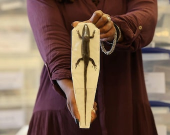 Golden Skink (Eutropis multifasciata) Lizard Specimen (Non-CITES)