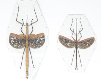 PAIR (2) Buru Giant Stick-Insects SEXED-PAIR (Anchiale buruense) 170mm+ A1 Dry-Preserved Real Entomology Phasmid Specimens