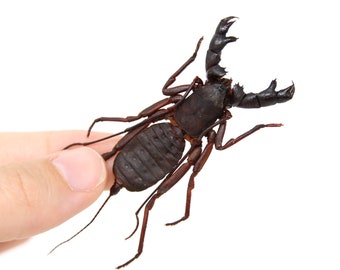 2 x WHIP Scorpion Vinegaroons (Hypoctonus rangunensis) A1 Entomology Taxidermy Specimens