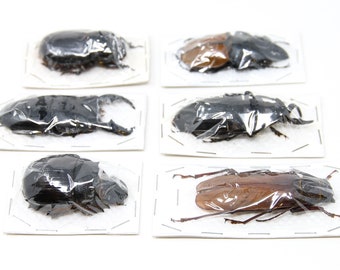 REAL GIANT BEETLES Assorted Specimens Insect Collection (Thailand) A1 Unmounted Dried Beetles, Coleoptera Lot*200