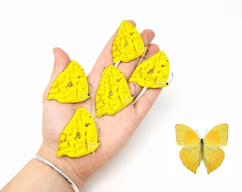 Cinco (5) Phoebis rurina, mariposas reales conservadas en seco A1, especímenes de taxidermia de entomología sin montar