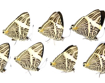 TEN (10) The Zebra Mosaic Butterflies | Colubura dirce | Dry-preserved specimens