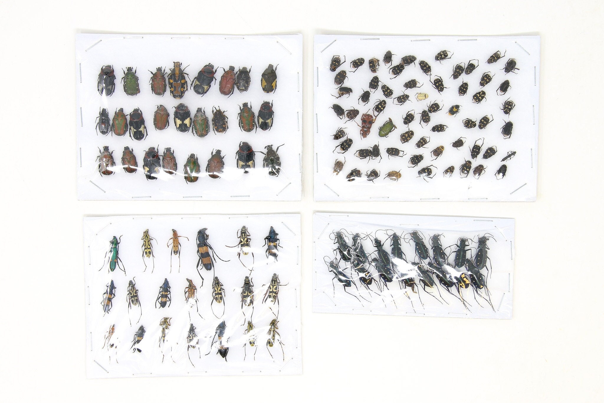MICRO BEETLES Assorted Specimens Insect Collection (Thailand) A1 Unmounted Dried Beetles