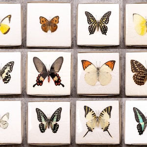 Real Butterflies WINGS-OPEN Stunning A1 Dry-preserved Specimens