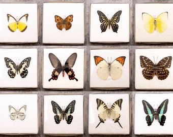 Real Butterflies Mounted Open A1 Stunning Dry-preserved Specimens -- WINGS SPREAD OPEN -- Ethically Sourced Assorted Butterfly Taxidermy