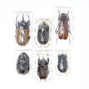 Assorted Specimens Insect Collection (Thailand) A1 Unmounted Dried Beetles, Coleoptera LOT*192