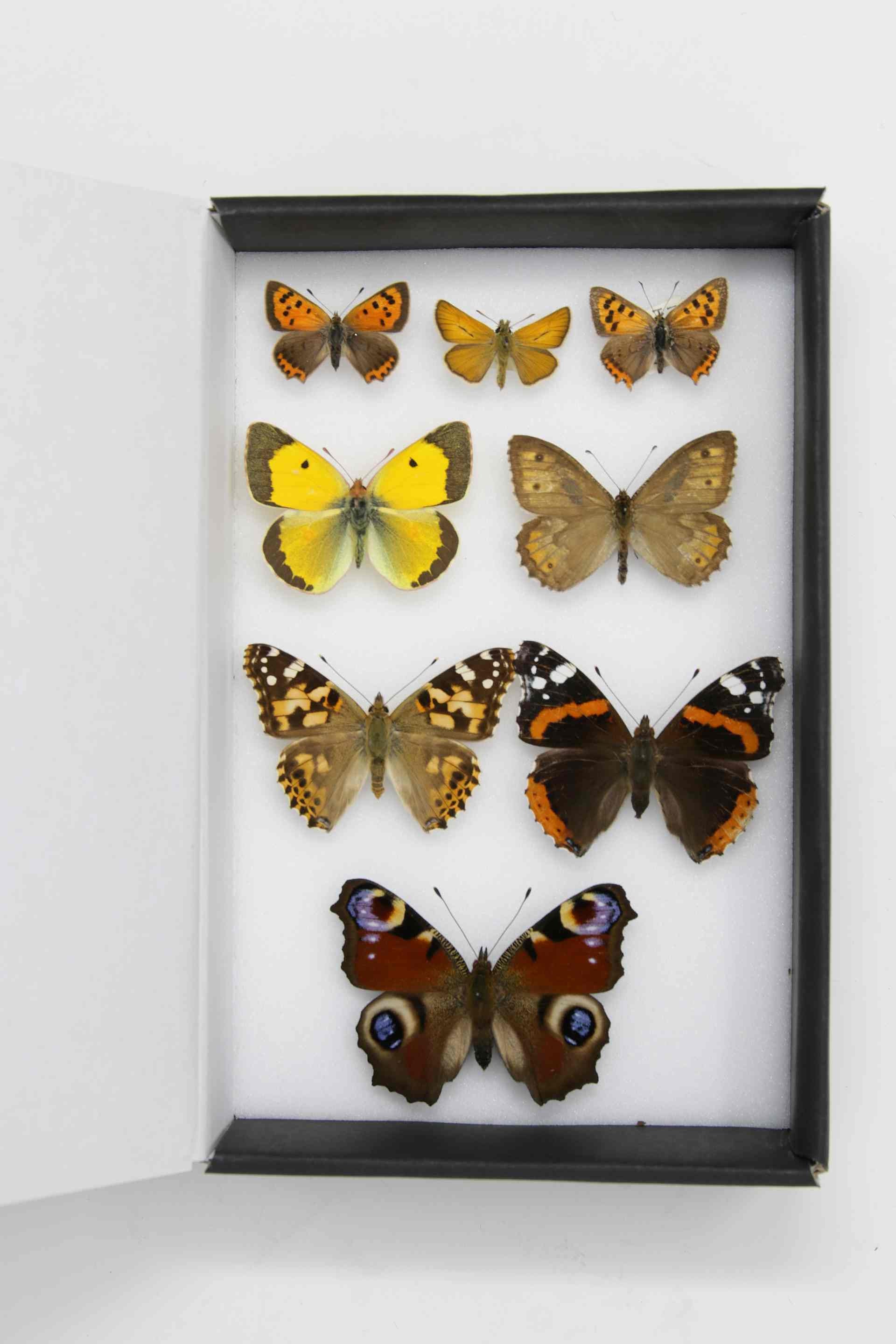 A box of 8 pinned BRITISH Butterflies, Various English LEPIDOPTERA Dry