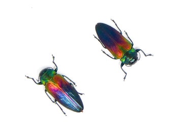 TWO (2) Belionota tricolor, Jewel Beetle A1 Entomology Specimens