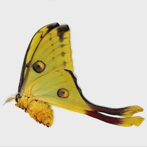 LOT OF 10 Madagascan Comet Moths (Argema mittrei) A1 FEMALE Unmounted Specimens (Wholesale)