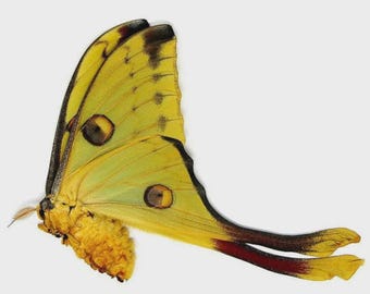 LOT OF 10 Madagascan Comet Moths (Argema mittrei) A1 FEMALE Unmounted Specimens (Wholesale)