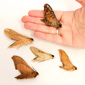CINCO (5) polillas halcón tailandesas Varias lepidópteros tropicales A1 conservados en seco