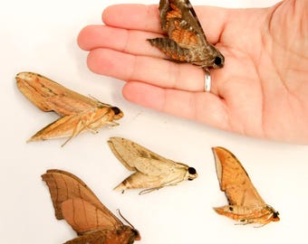 FIVE (5) Thai Hawk Moths Various Assorted Dry-preserved A1 Tropical Lepidoptera