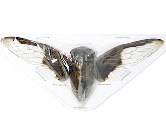 2 x Batwing Cicadas (Cryptotympana aquila) A1 Spread Specimens 100mm Wingspan, CLEAR-WINGS, Taxidermy Insect Art Supplies