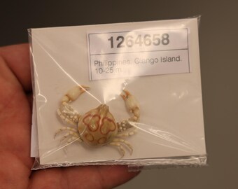 Leucosiidae Crab Specimen (Leucosia anatum) Philippines, Sea-life (1264658)
