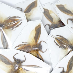 Lot of 10 Giant Water Bugs, SPREAD-WINGS (Lethocerus indicus) A1 Entomology Specimens for Framing