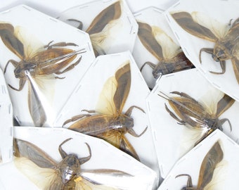 Lot of 10 Giant Water Bugs, SPREAD-WINGS (Lethocerus indicus) A1 Entomology Specimens for Framing